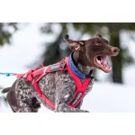 Non-stop Dogwear Combined Harness kutyahám