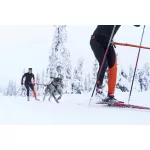 Non-stop Dogwear Loype Belt kutyás skijoring öv