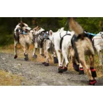 Non-stop Dogwear Solid Socks kutyacipő
