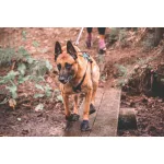 Non-stop Dogwear Solid Socks kutyacipő
