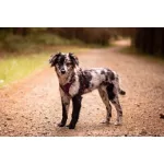 Non-stop Dogwear Ramble Harness kutyahám
