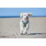 Non-stop Dogwear Ramble Harness kutyahám