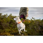 Non-stop Dogwear Safe Collar nyakörv