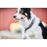 Non-stop Dogwear Cruise Collar nyakörv
