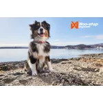Non-stop Dogwear Cruise Collar nyakörv