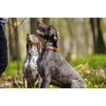 Non-stop Dogwear Cruise Collar nyakörv