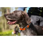 Non-stop Dogwear Cruise Collar nyakörv