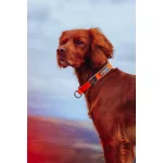 Non-stop Dogwear Cruise Collar nyakörv