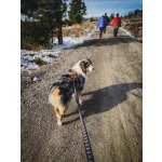 Non-stop Dogwear Touring Boungee Leash kutyapóráz
