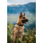 Non-stop Dogwear Rock Collar 3.0 nyakörv