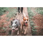 Non-stop Dogwear Touring Double Leash pórázosztó