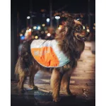 Non-stop Dogwear Reflection Blanket kutyakabát