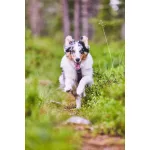 Non-stop Dogwear Line 5.0 Harness kutyahám