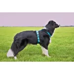 Non-stop Dogwear Line 5.0 Harness kutyahám