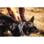 Non-stop Dogwear Roam Collar nyakörv