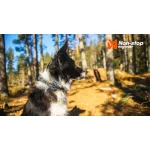 Non-stop Dogwear Roam Collar nyakörv