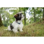 Non-stop Dogwear Tumble Collar kiskutya nyakörv