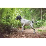Non-stop Dogwear Tumble Collar kiskutya nyakörv