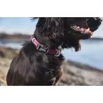 Non-stop Dogwear Tumble Collar kiskutya nyakörv