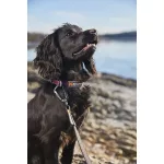 Non-stop Dogwear Tumble Collar kiskutya nyakörv