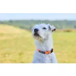 Non-stop Dogwear Tumble Collar kiskutya nyakörv