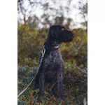 Non-stop Dogwear Rock Adjustable Collar nyakörv