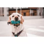 Non-stop Dogwear White Fish Omega-3 táplálékkiegészítő